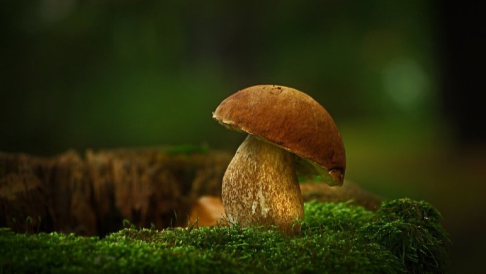 Септември е месецът на берачите на гъби
